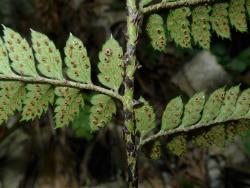 Polystichum oculatum. Abaxial surface of fertile frond showing broadly ovate, blackish-brown scales on the rachis.
 Image: L.R. Perrie © Te Papa CC BY-NC 3.0 NZ